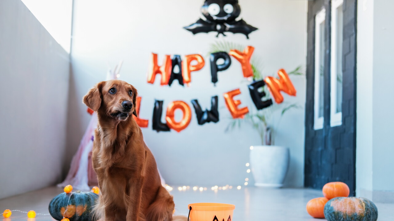 A,Golden,Retriever,Dog,Sits,Against,The,Backdrop,Of,Halloween