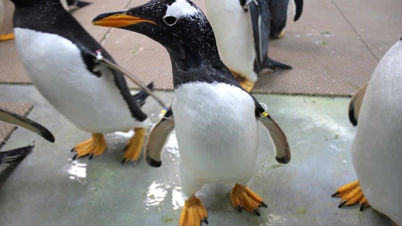 Twenty Gentoo Penguins Arrive At The Detroit Zoo