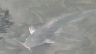 Channel Catfish.PNG