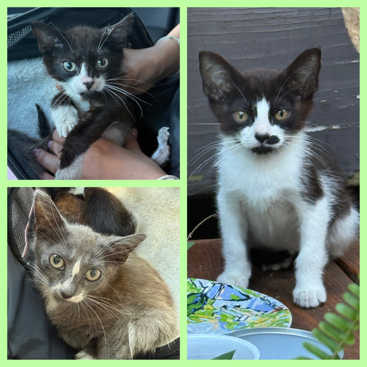 Charles, Ernest and August