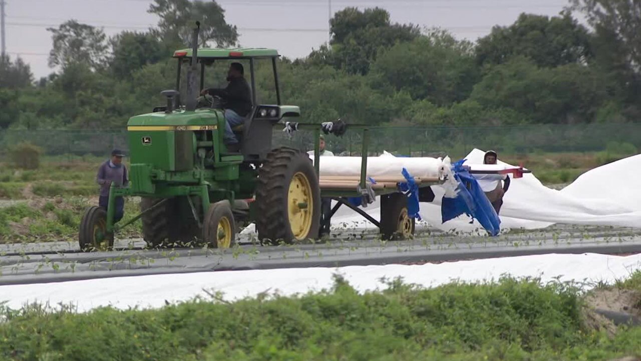 Workers at Alderman Farms located west of Boynton Beach were busy on Jan. 30, 2026, covering crops ahead of freeze warning in Palm Beach County.