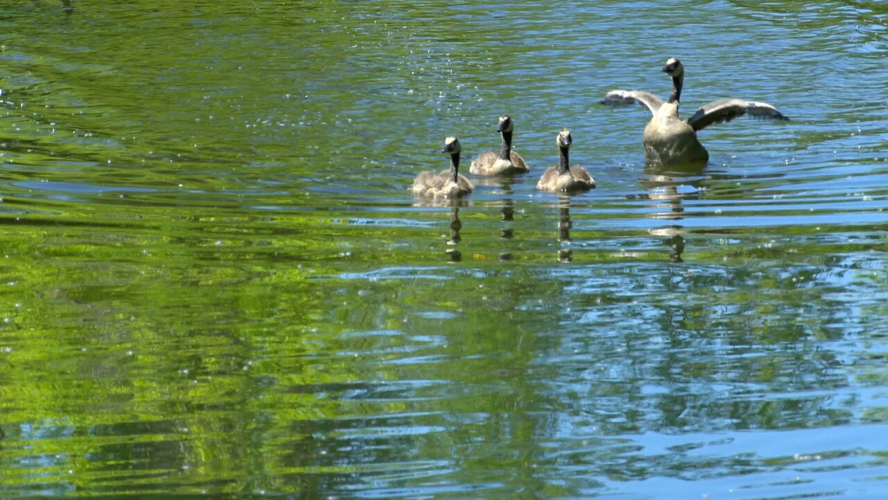 06-03-26 BLACK RIVER AREA OF CONCERN geese.jpg