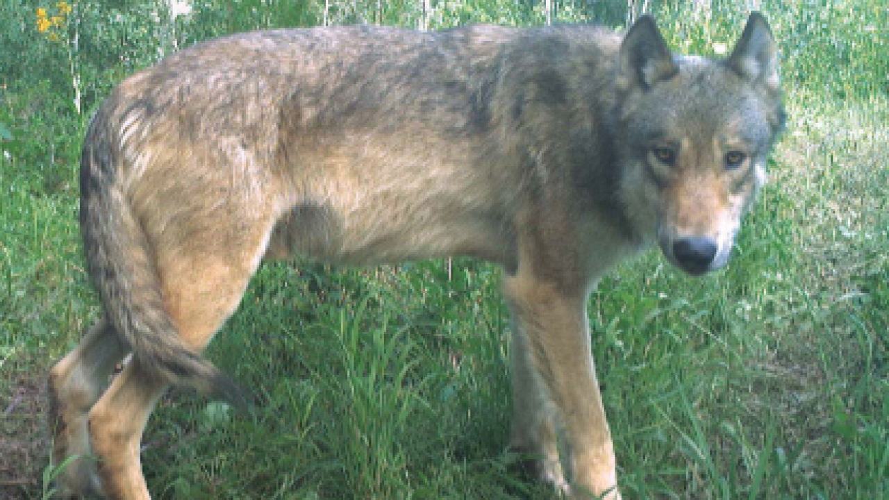 Wolf Collared Movement Collared wolf briefly crosses I-25, makes loop across SE Colorado past ...