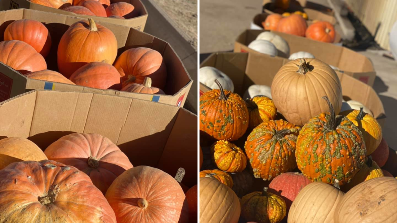 DiTomaso Farms Pumpkins