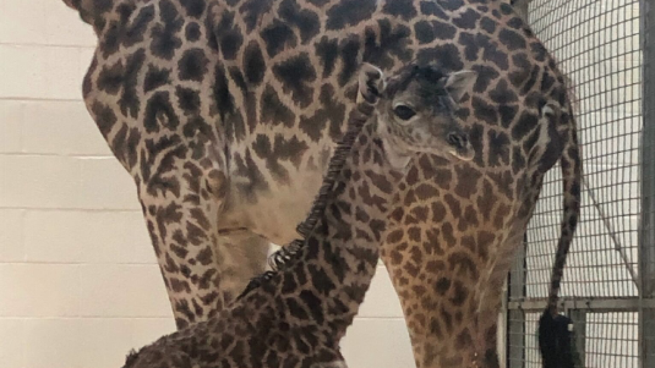 Baby Giraffe Born At The Cincinnati Zoo And Another Arrives In Just Months
