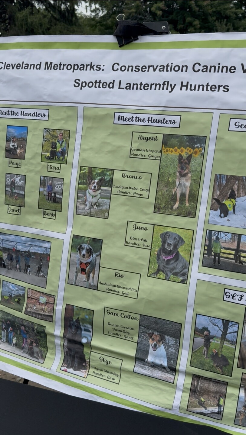 The six dogs who are trained with the Cleveland Metroparks to sniff out Spotted Lanternfly egg masses