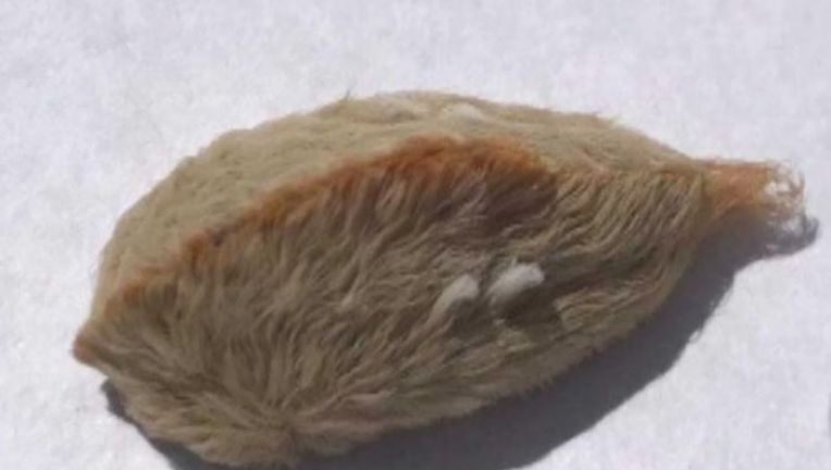 Venomous puss caterpillars make their return to southeastern states