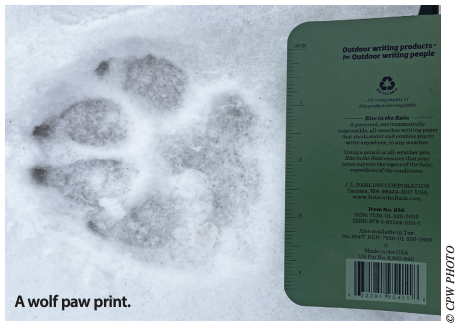 Colorado Parks and Wildlife_wolf paw print in snow