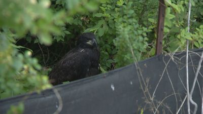 babyeagles.jpeg