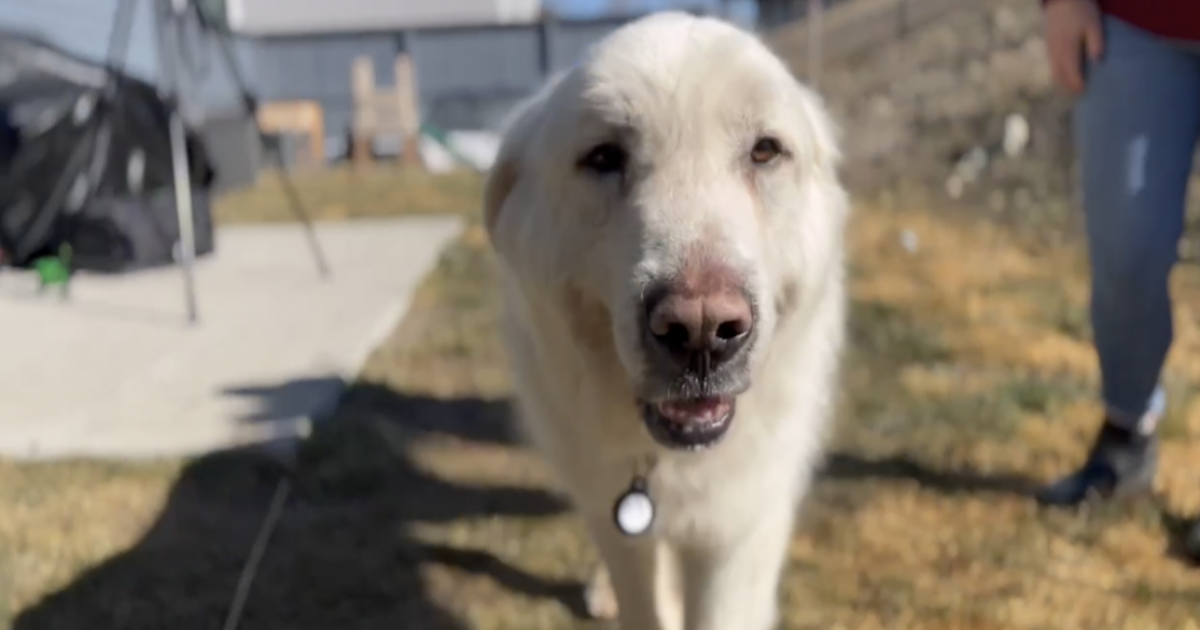 Http Rescued Dog rescued after going missing for months near Olney