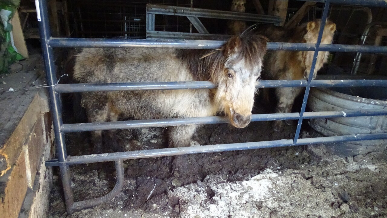 Northeast Ohio ponies, goats, alpaca rescued from poor conditions at local farm