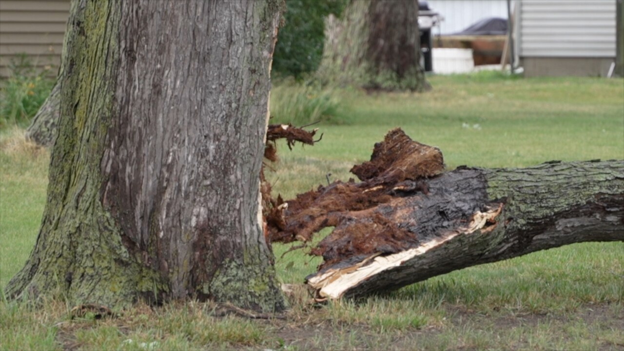 TREE BRANCH1.jpg