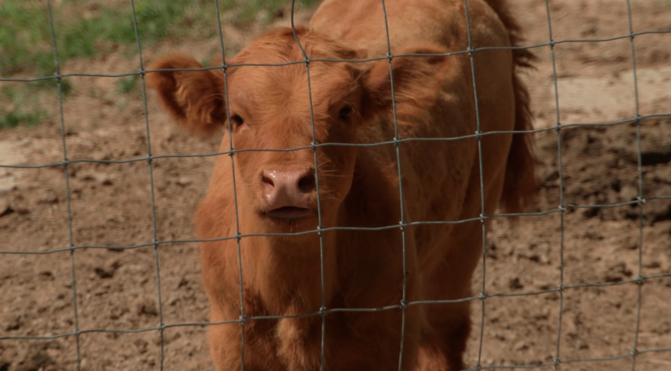 Stormy was born in early 2026 and is one of many cows and calves on Doug Evans' property on Mt. Carmel Road.