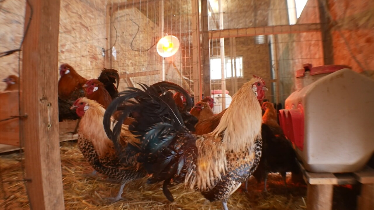 Bird Flu File Photo