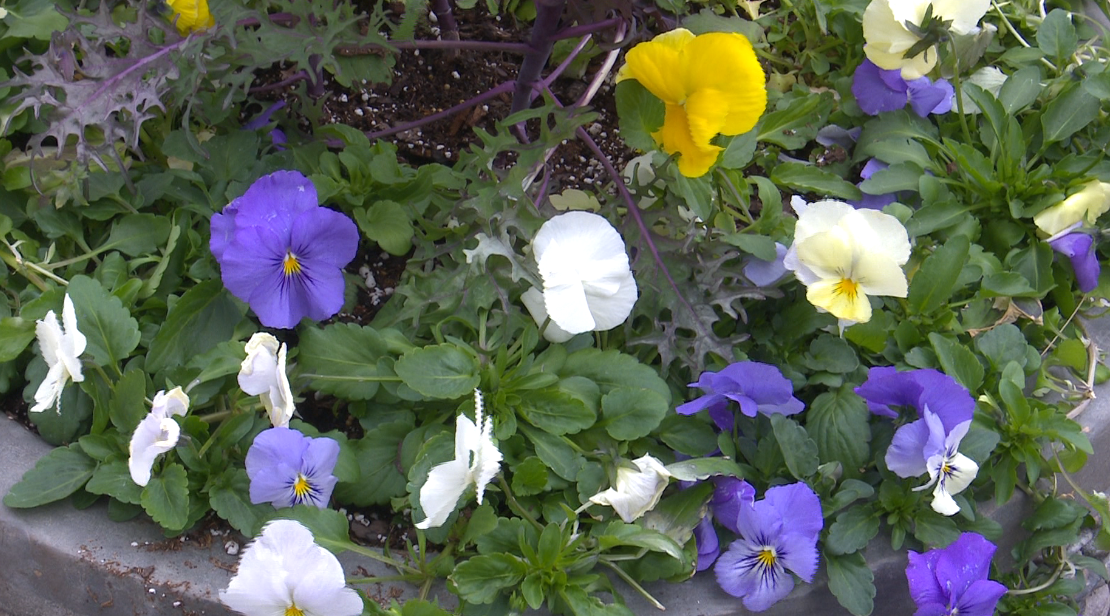 Honoring Mom: Families celebrate Mother's Day at the Green Bay Botanical Gardens