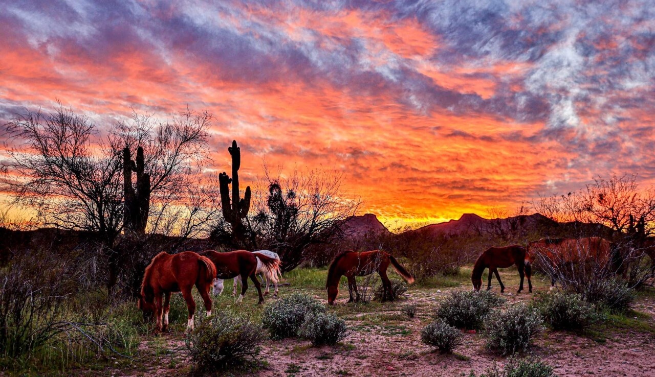 Salt River wild horses at sunset
