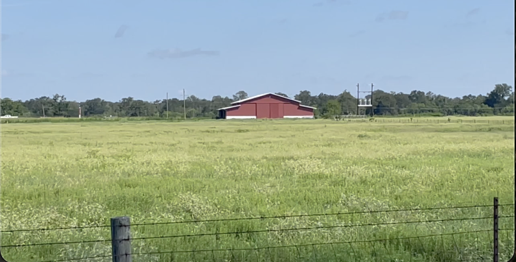 Grimes County ranchers and experts battle pasture mealybug threat to local ag industry