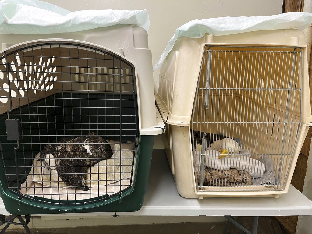 Bald Eagles Poisoned