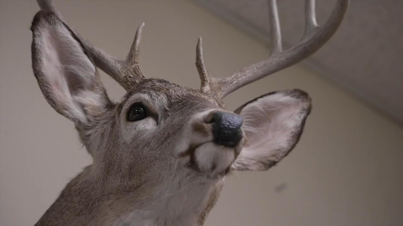 White-tailed deer