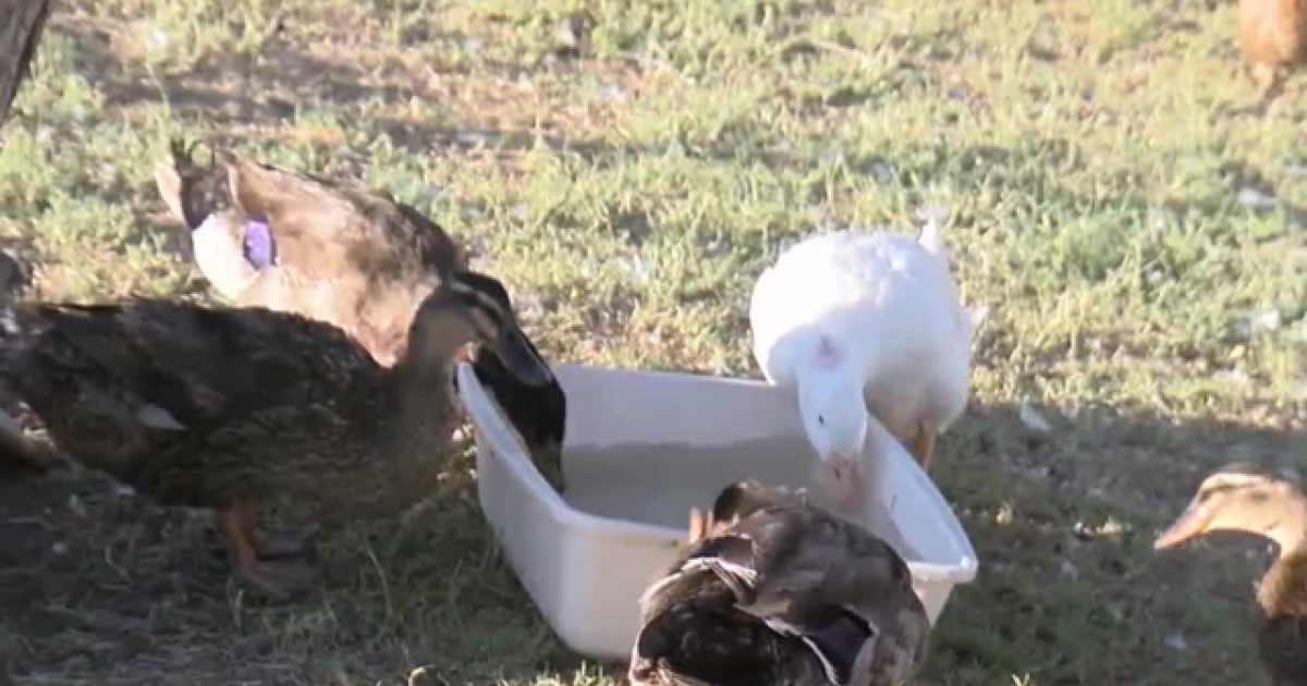 Community helping ducks after pond drained
