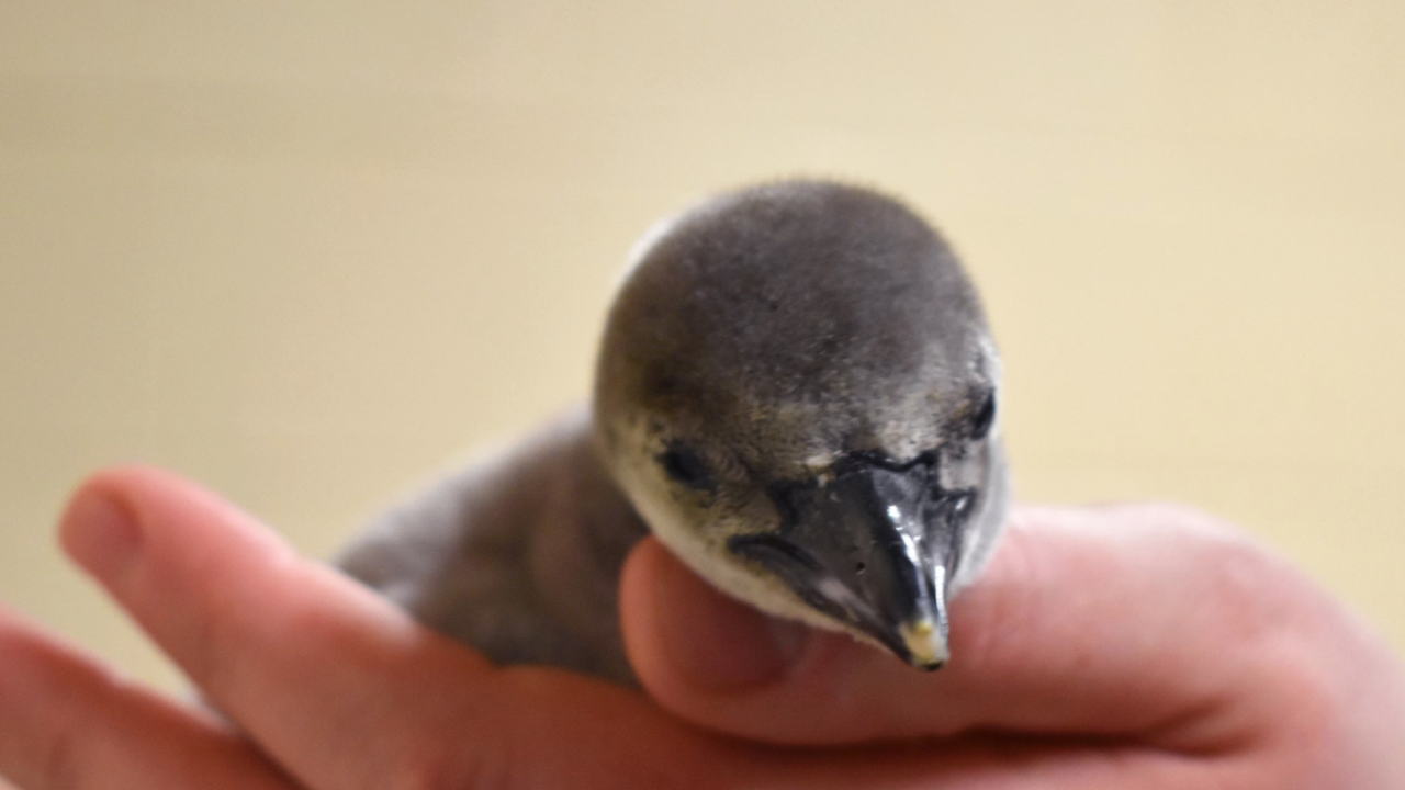 Screen Shot 2019-05-24 at 1.38.08 PM.png