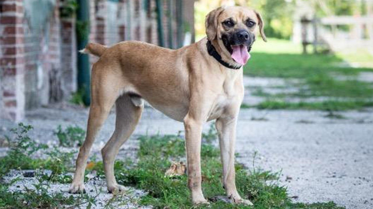 Pet Of The Week Beaker Is An Energetic 3 Year Old Black Mouth Cur Mix