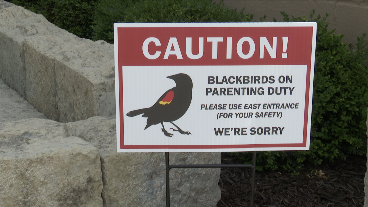 red-winged blackbird warning sign downtown menasha