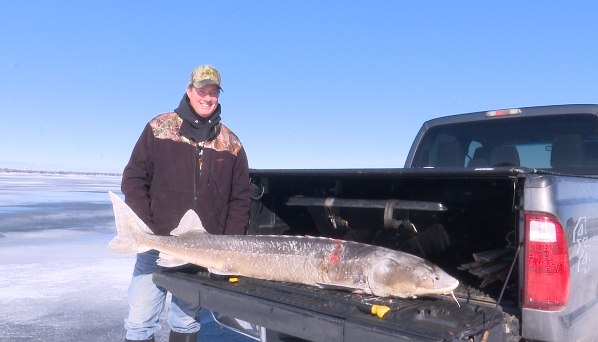 'It’s like spearing a shark': Sturgeon spearing opening day