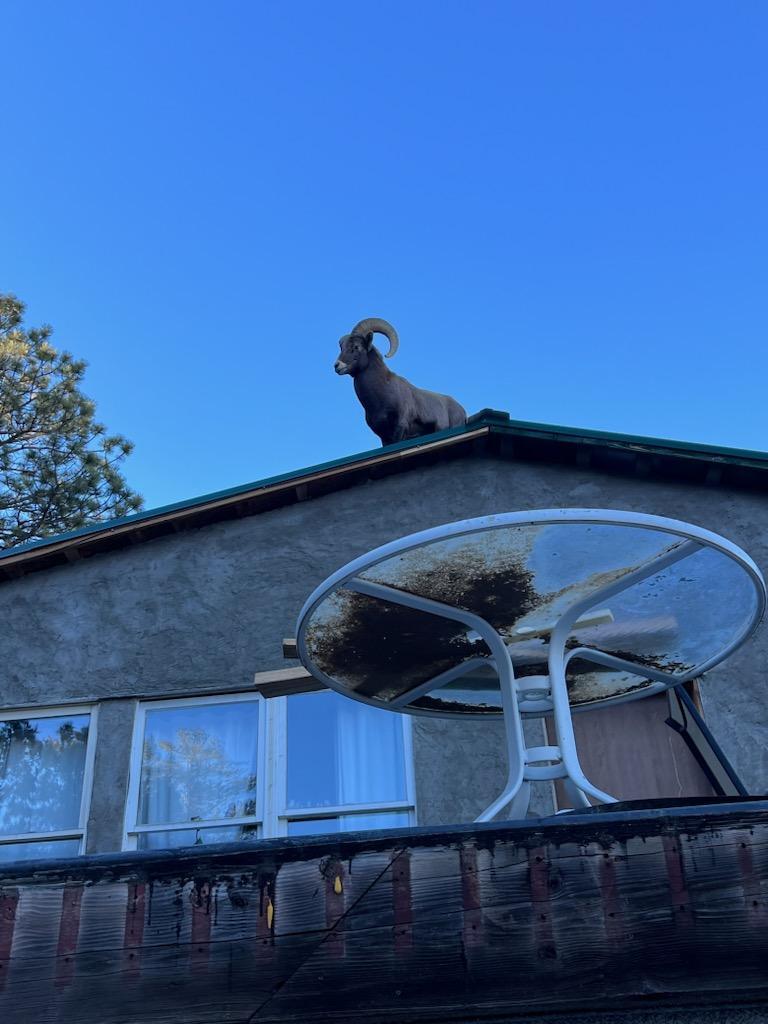 bighorn sheep gets stuck on top of home dec 4 2023.jpg