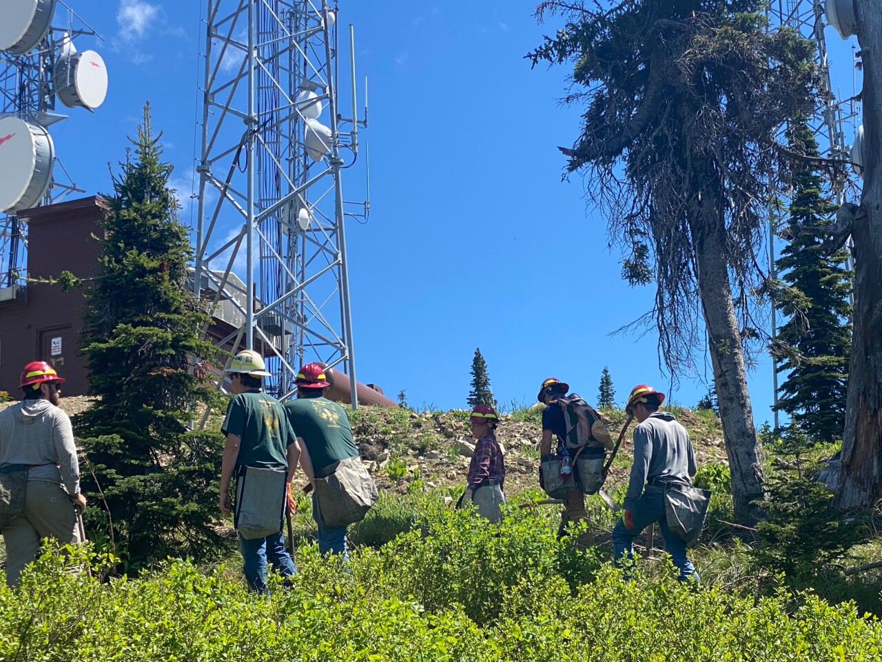 Whitefish Mountain Tree Planting