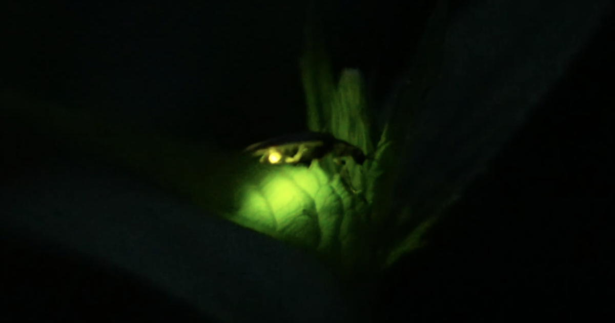 Fireflies could be blinking out of existence across U.S. and Canada - Vimarsana News