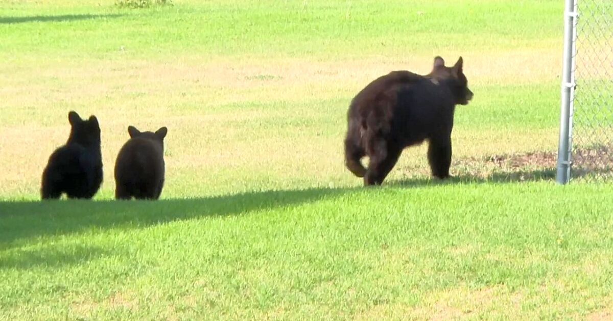 VIDEO: Mama bear and cubs wander around in Uptown Butte