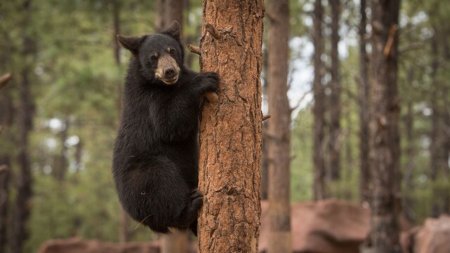 Babies of the Sonoran Desert