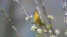 How Are Animals Adapting To Climate Change?
