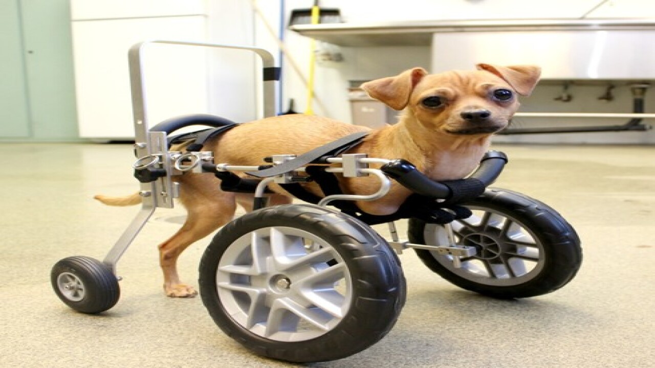 Tucson dog born with no front legs gets wheelchair