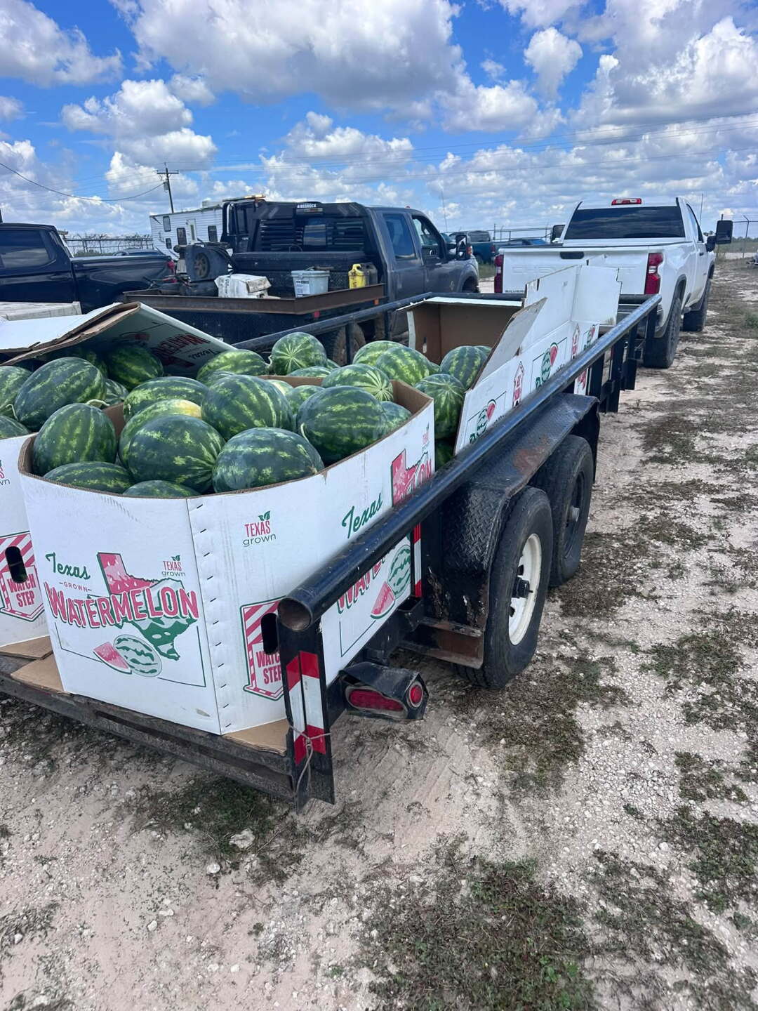 watermelon theft