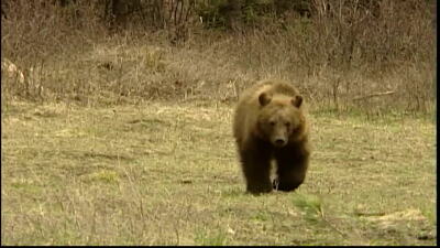 Grizzly Bears