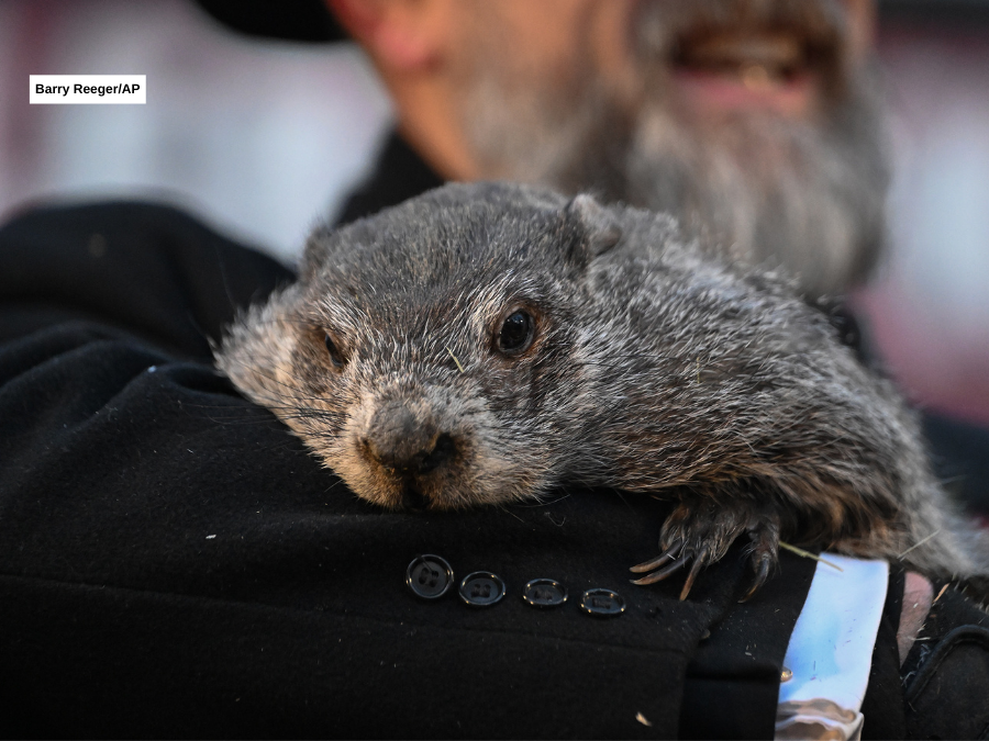 punxsutawney_phil_020226_apcredit.png