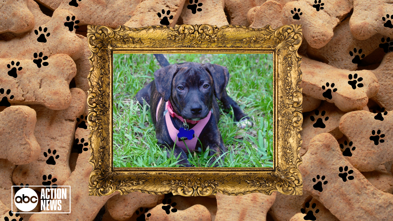 Rescues in Action: Jolene