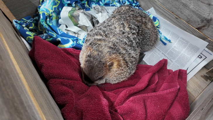 Screenshot 2026-02-02 at 4.40.12 PM.png