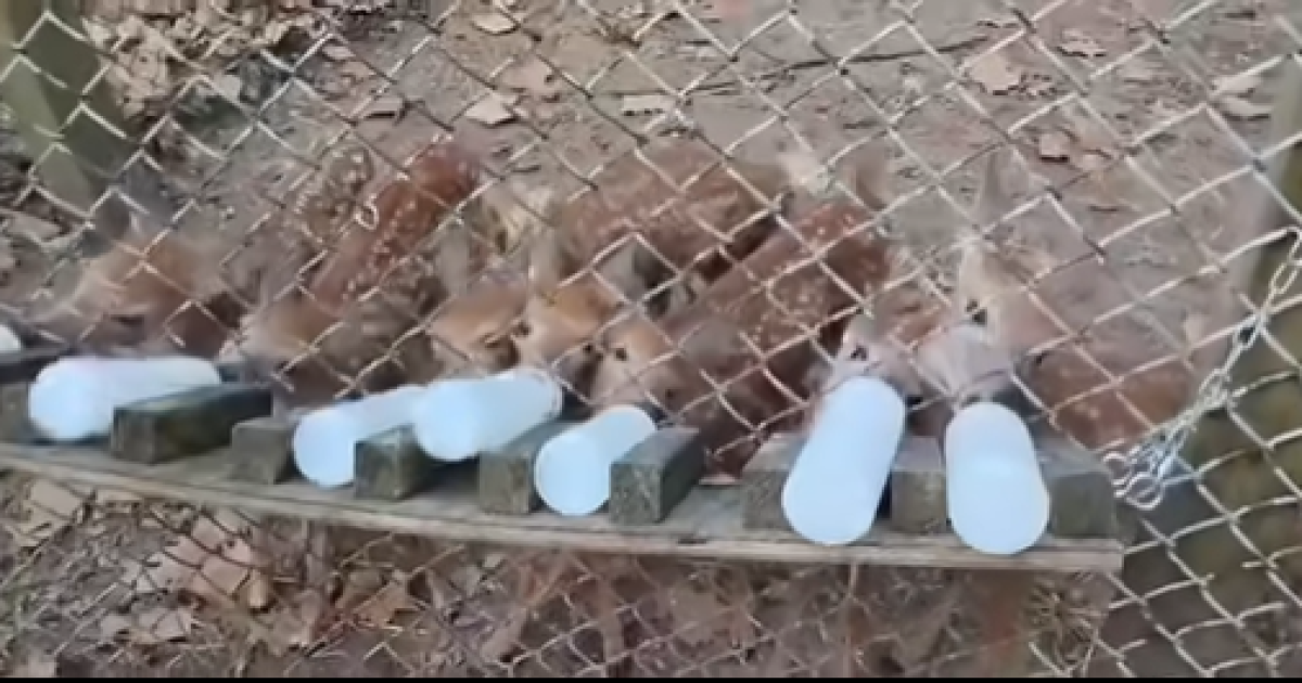 Report: Kentucky wildlife officials euthanize more than 20 deer at unpermitted facility