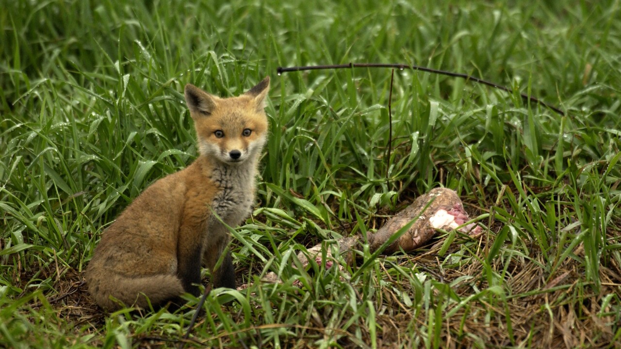 Red fox kit