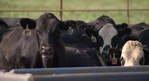 Hertzog Cattle