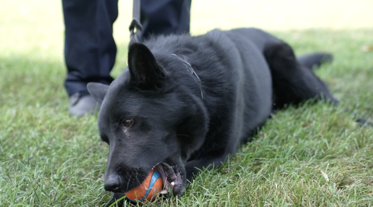 Major K-9 Dog