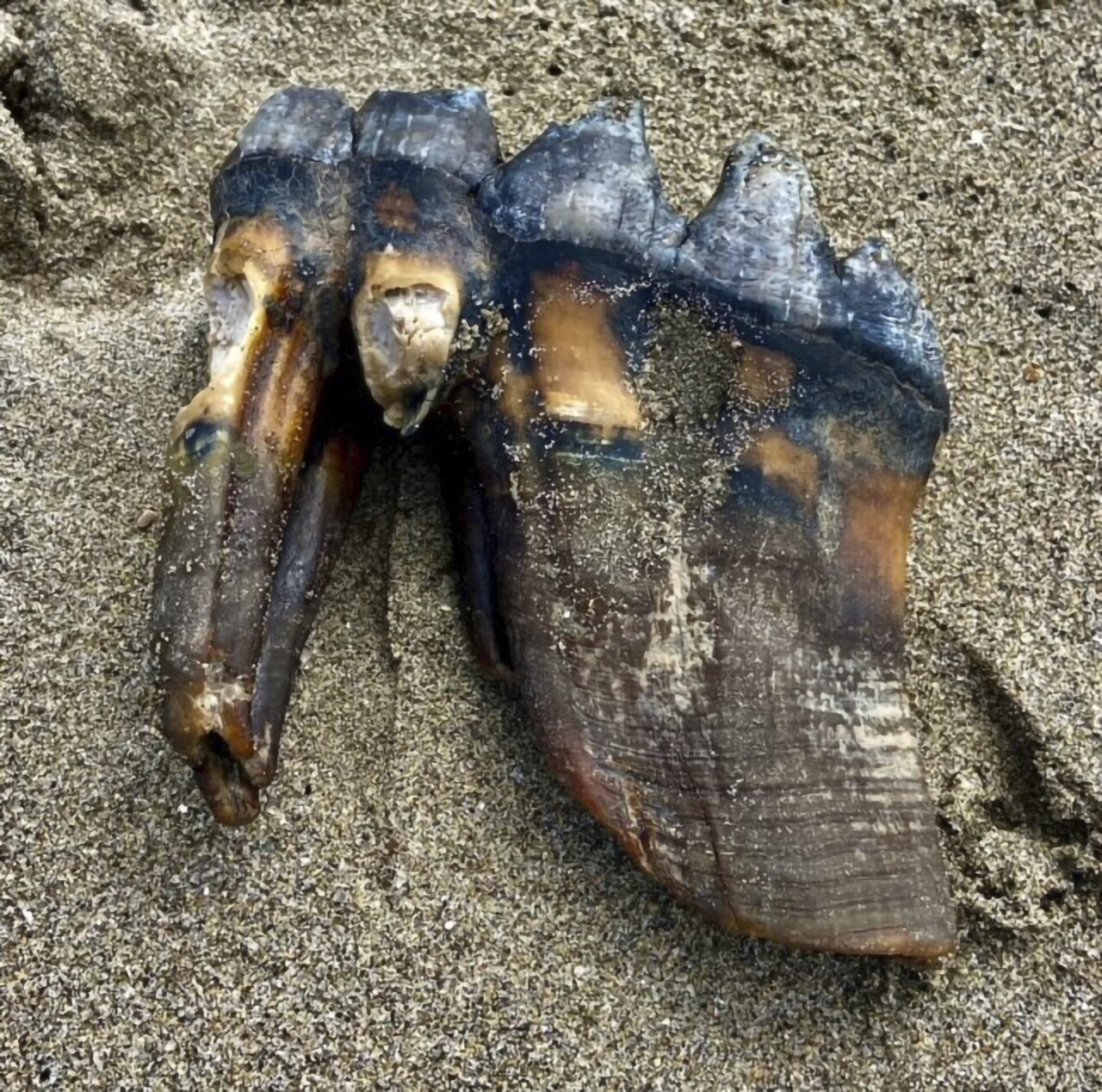 California Beach Mastodon Tooth