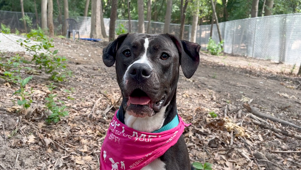 dog in outdoor enclosure at Kent County Animal Shelter