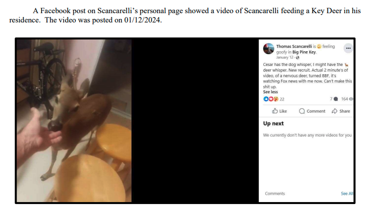 Screenshot from Thomas Scancarelli's Facebook page referencing Key deer watching Fox News