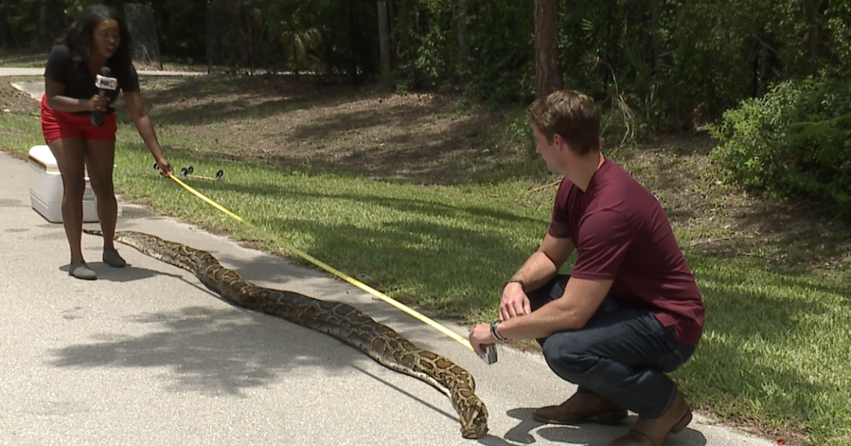 Naples Python Hunter Captures Longest Burmese Python On Record naples-python-hunter-captures-longest-burmese-python-on-record