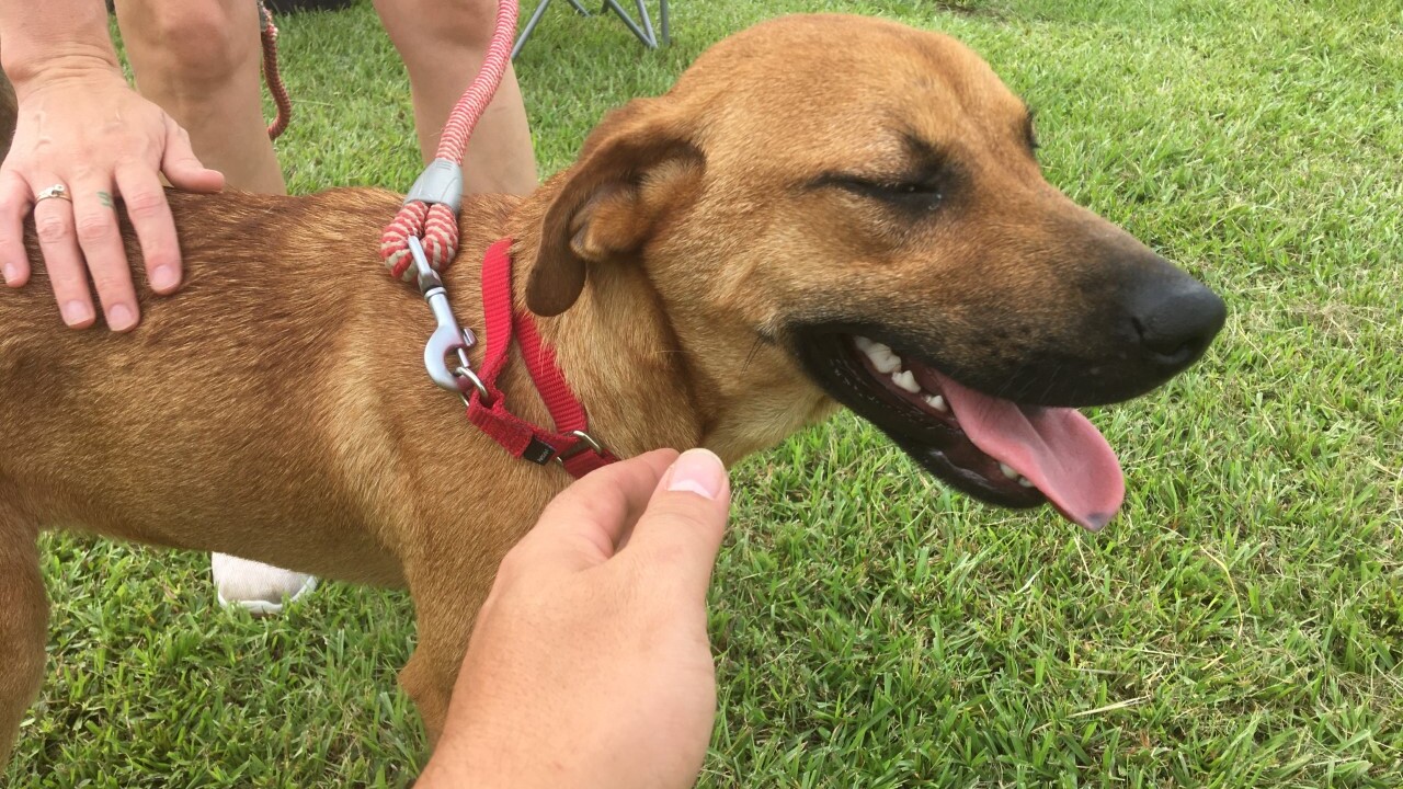 Local animal rescue in need of volunteers