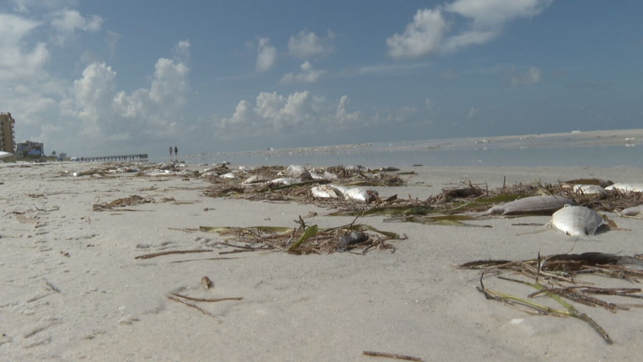 pinellas-county-red-tide-WFTS-HOLLENBECK-PKG.jpg